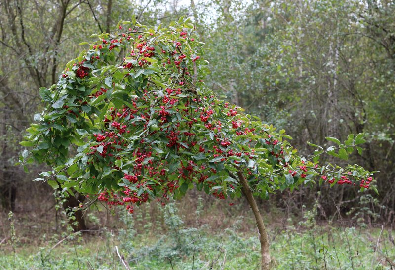 European Spindletree photo 6