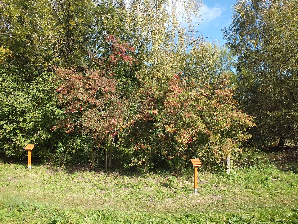European Spindletree photo 7