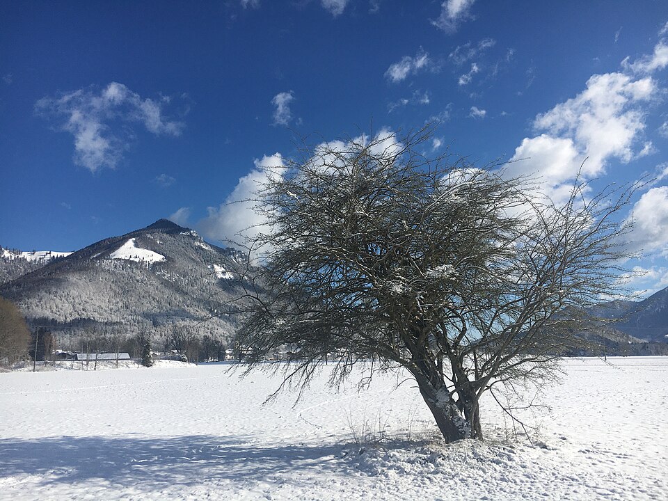 European Spindletree photo 8