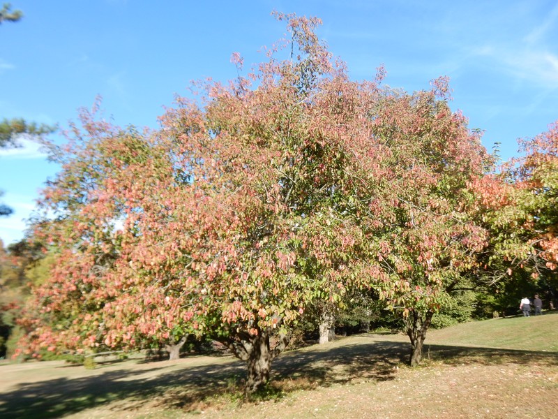 Hamilton's Spindletree photo 2