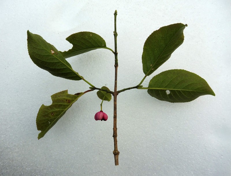 Hamilton's Spindletree photo 3