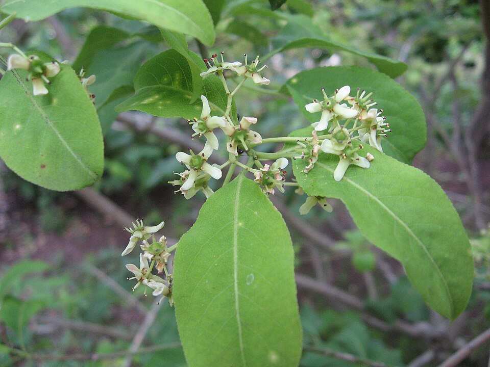 Hamilton's Spindletree photo 6