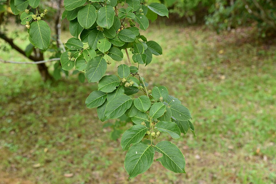 Hamilton's Spindletree photo 8