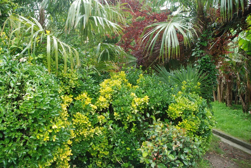 Japanese Spindletree photo 5