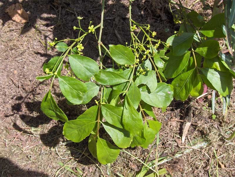 Japanese Spindletree photo 2