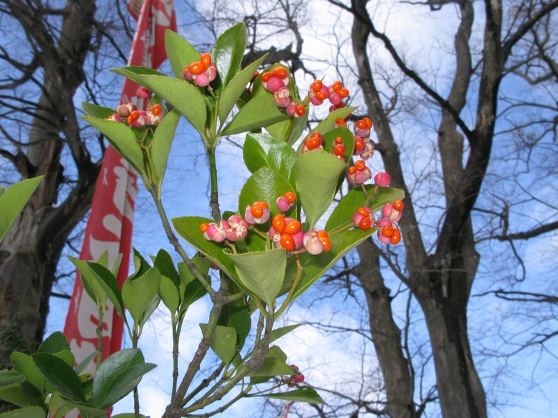 Japanese Spindletree photo 3
