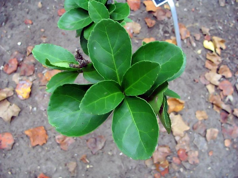 Japanese Spindletree photo 4