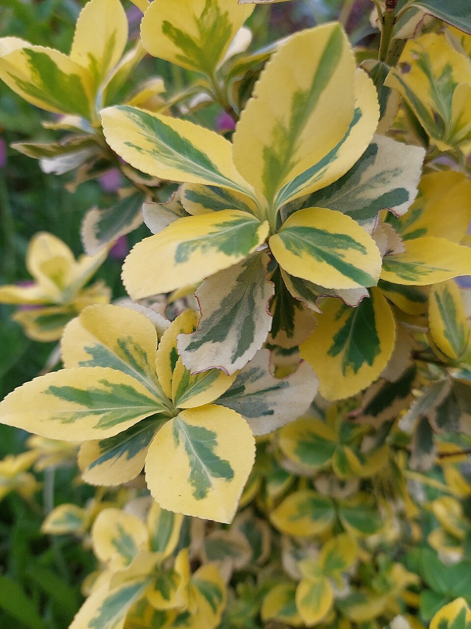 Japanese Spindletree photo 6