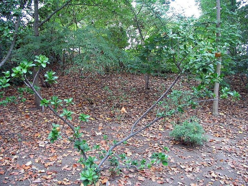Japanese Spindletree photo 8