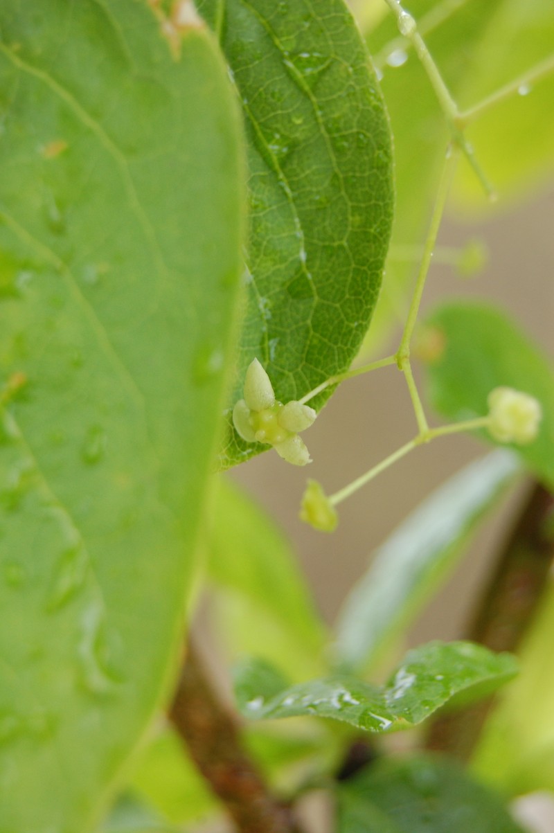 Euonymus latifolius subsp. latifolius