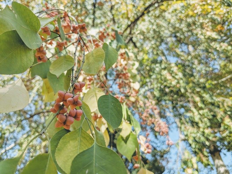 Winterberry Euonymus photo 5