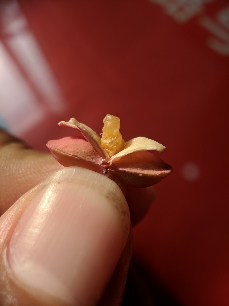 Winterberry Euonymus photo 6