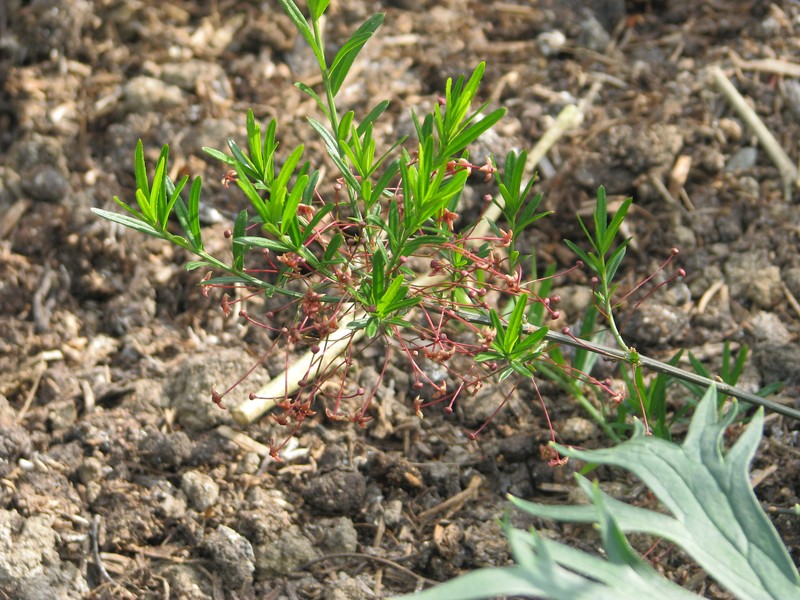 Dwarf Euonymus photo 5