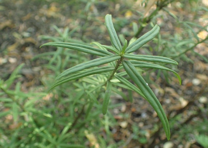 Dwarf Euonymus photo 2