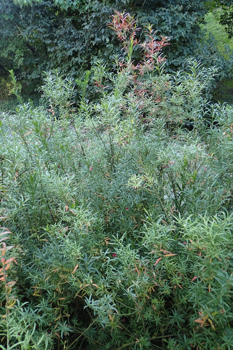 Dwarf Euonymus photo 3
