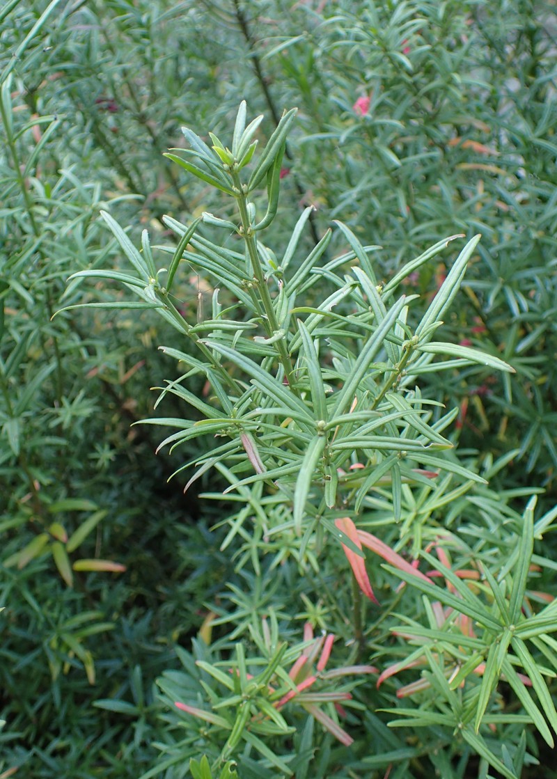 Dwarf Euonymus photo 4