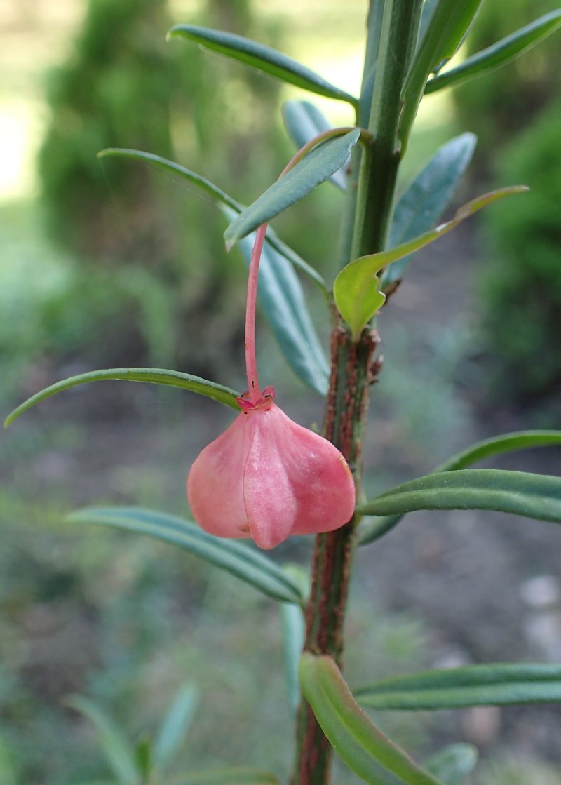 Dwarf Euonymus photo 6