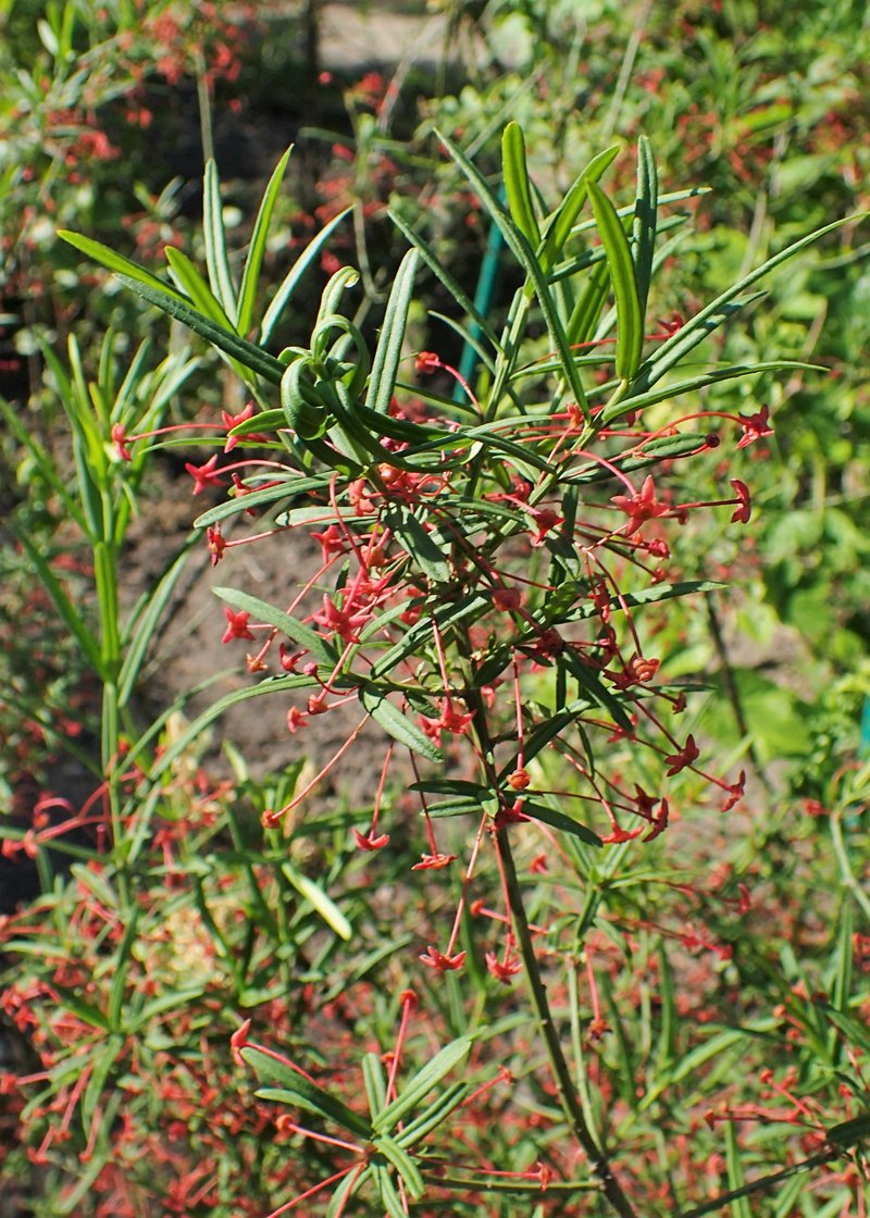 Dwarf Euonymus photo 7