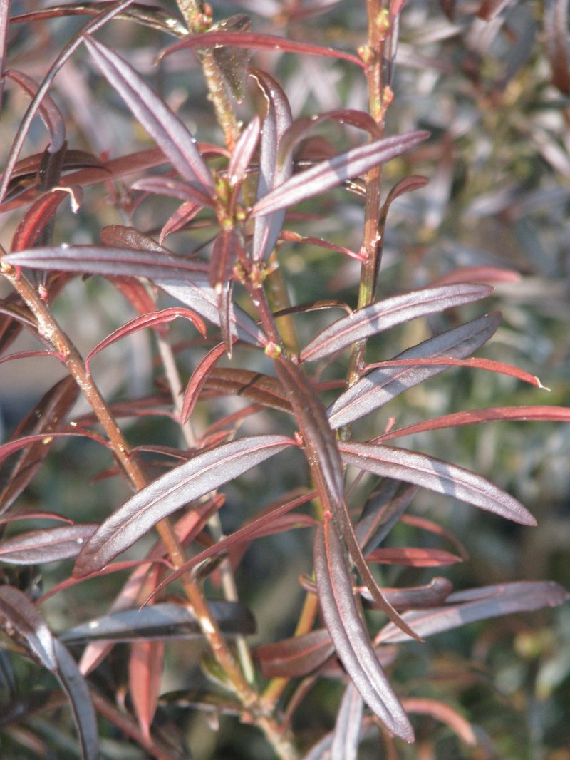 Dwarf Euonymus photo 8