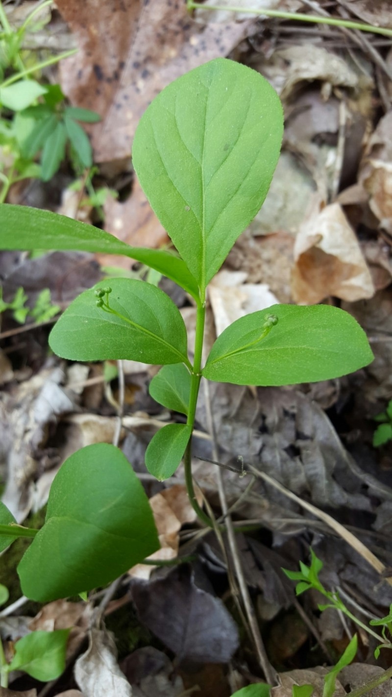 Running Strawberry Bush