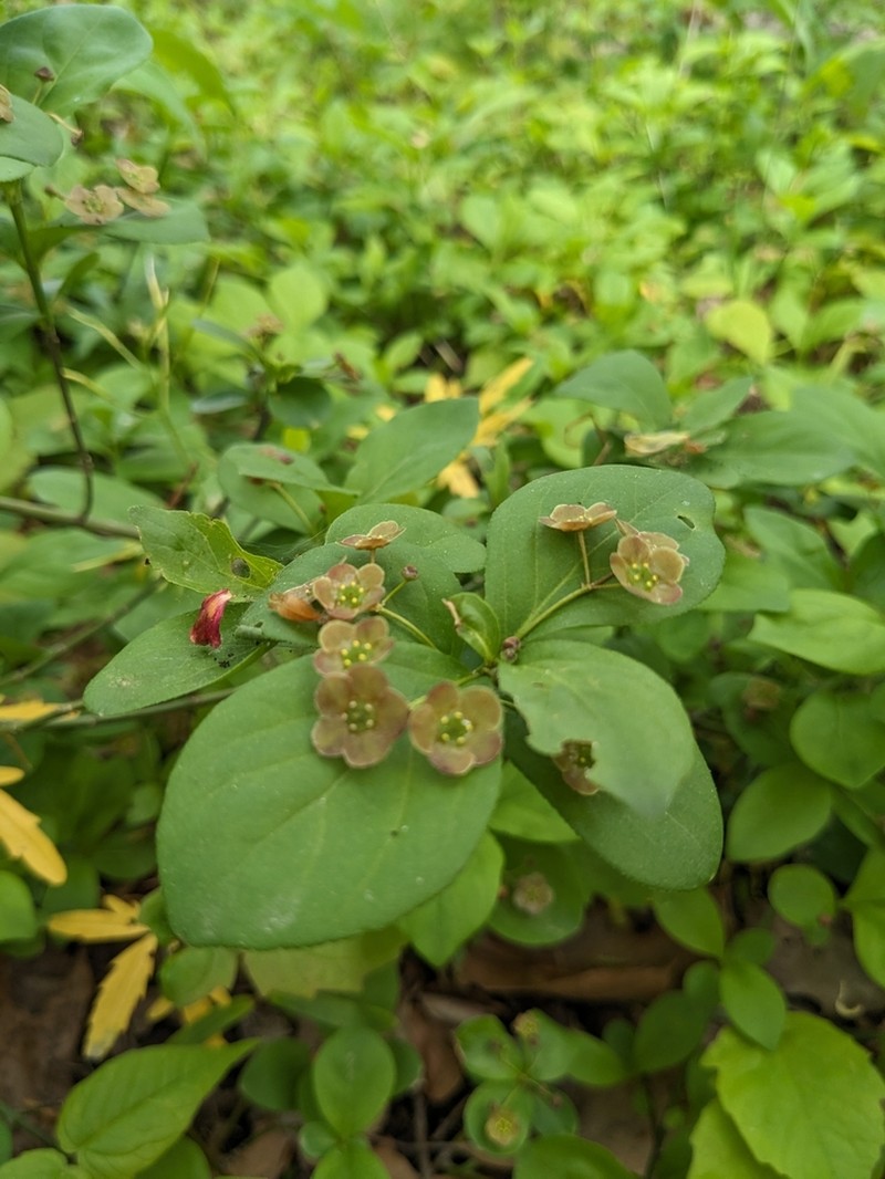 Running Strawberry Bush photo 2