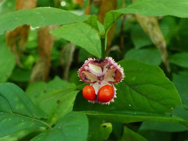 Running Strawberry Bush photo 3