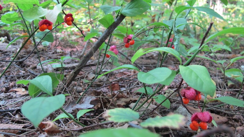 Running Strawberry Bush photo 4
