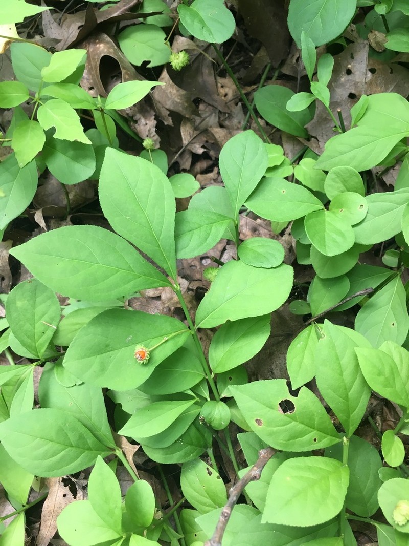 Running Strawberry Bush photo 5