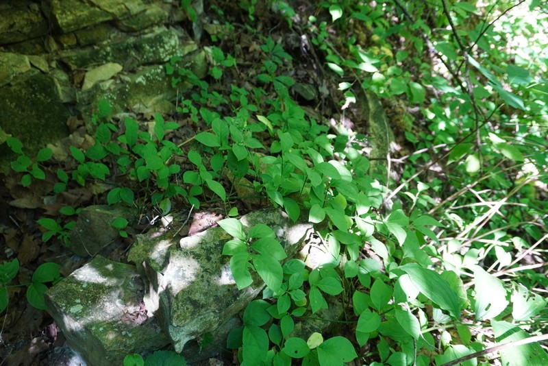 Running Strawberry Bush photo 6