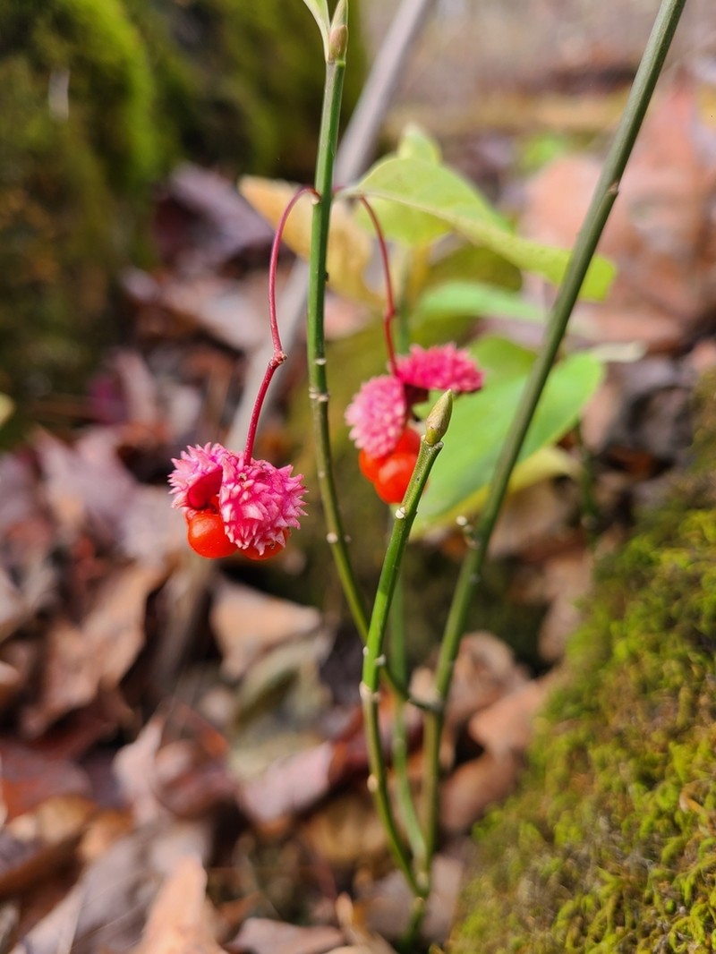 Running Strawberry Bush photo 7