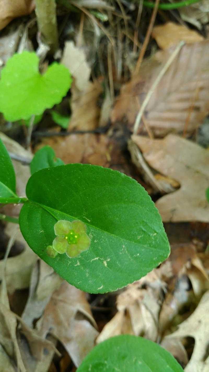 Running Strawberry Bush photo 8