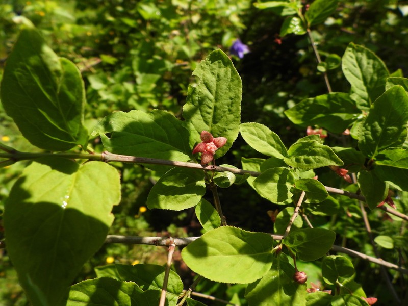 Western Burning Bush photo 2