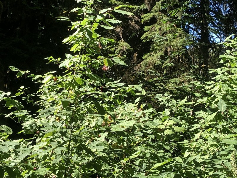 Western Burning Bush photo 3