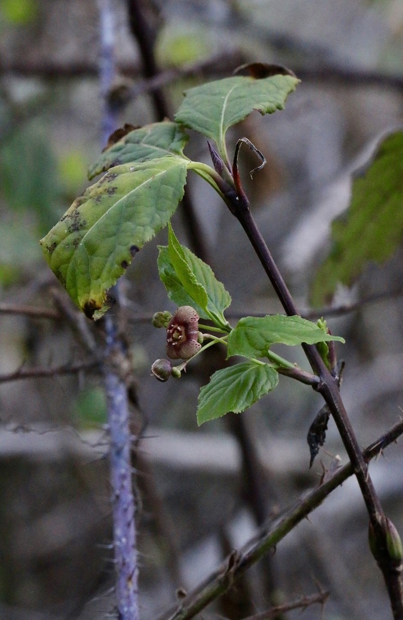 Western Burning Bush photo 7