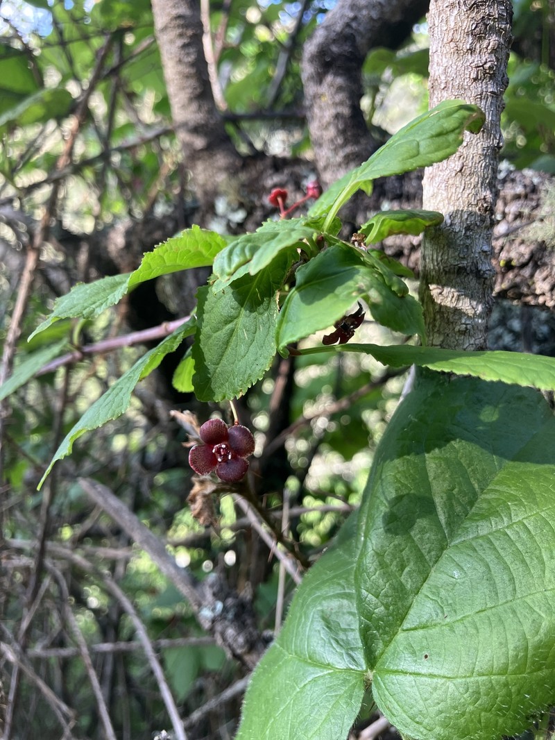 Euonymus occidentalis var. occidentalis