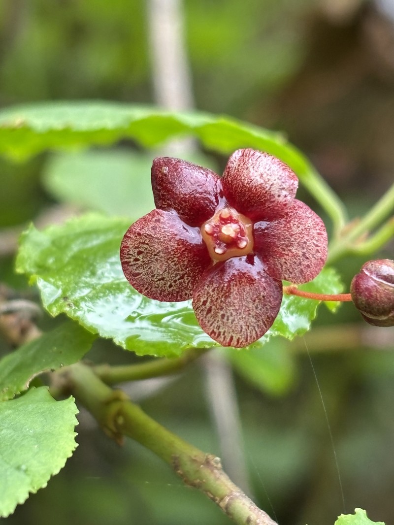 Euonymus occidentalis var. occidentalis photo 3