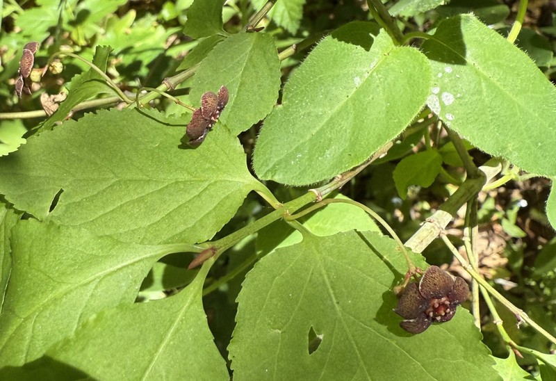 Euonymus occidentalis var. occidentalis photo 4