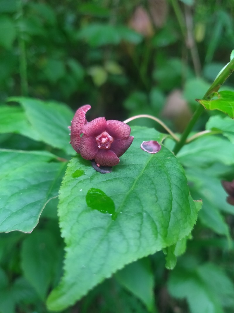 Euonymus occidentalis var. occidentalis photo 5
