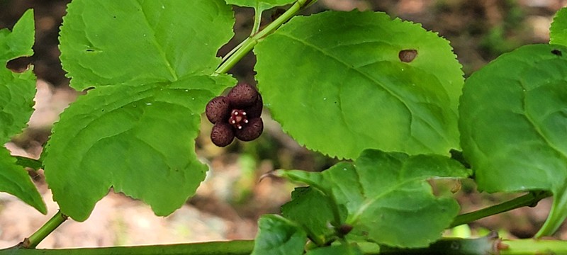 Euonymus occidentalis var. occidentalis photo 6