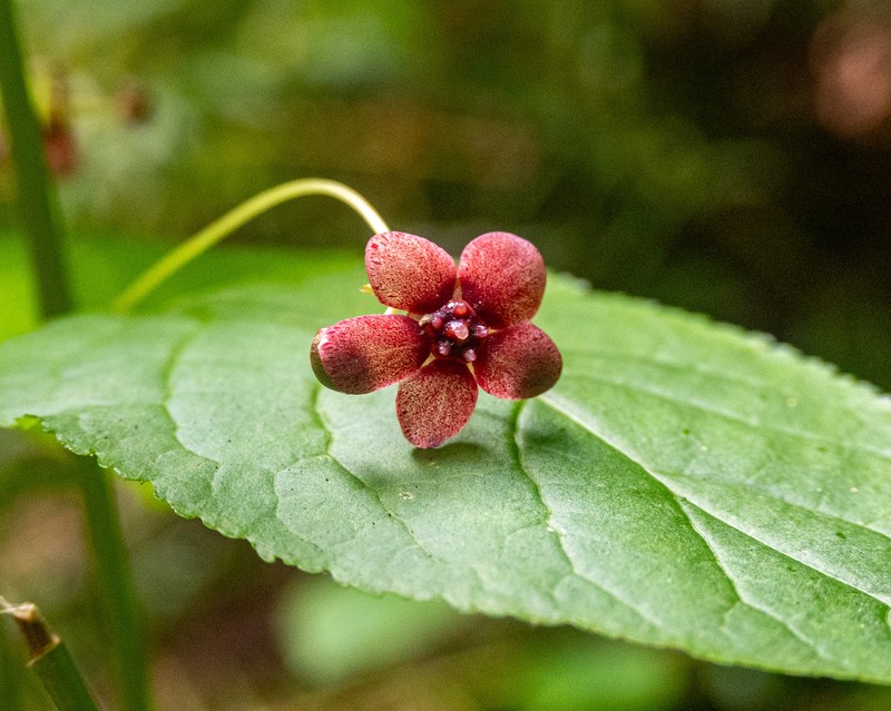Euonymus occidentalis var. occidentalis photo 7