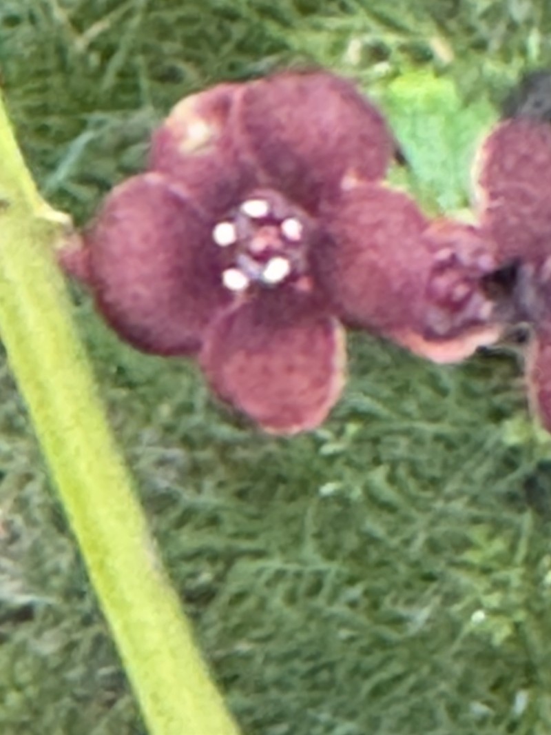 Euonymus occidentalis var. occidentalis photo 8