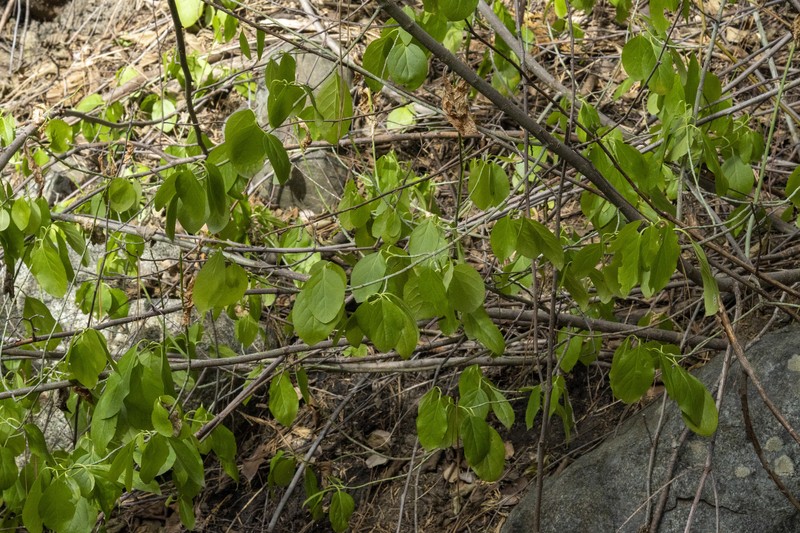 Euonymus occidentalis var. parishii