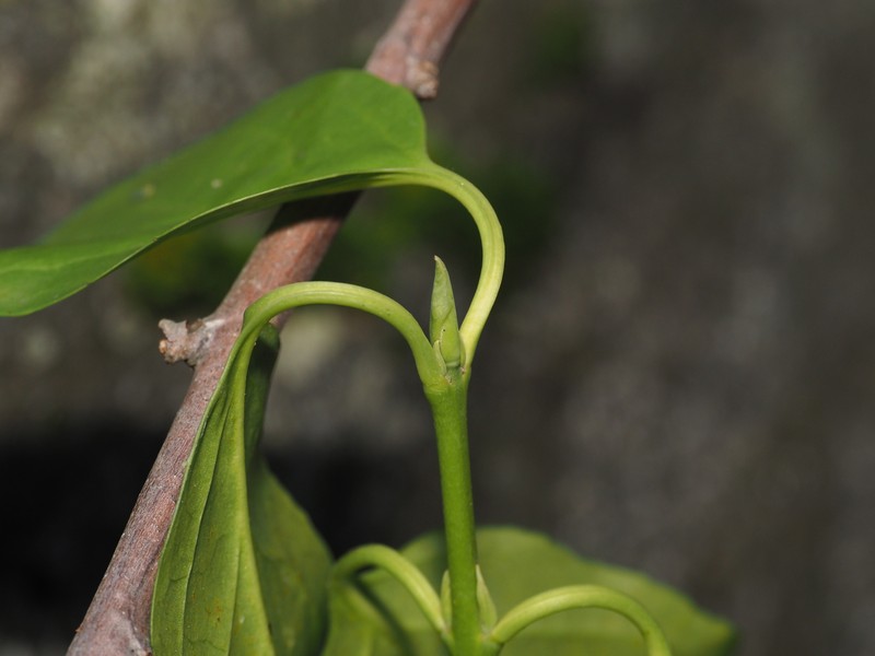 Euonymus occidentalis var. parishii photo 2