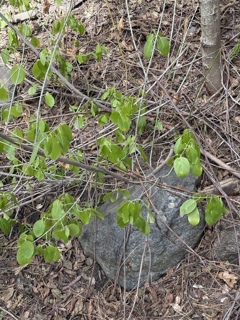 Euonymus occidentalis var. parishii photo 3