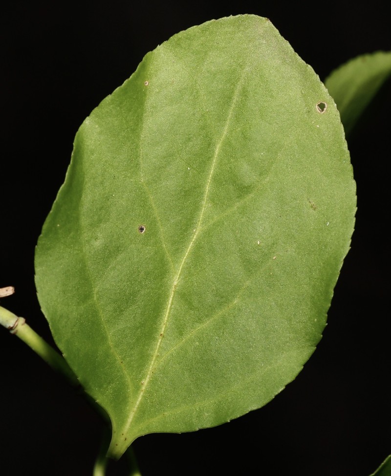 Euonymus occidentalis var. parishii photo 4