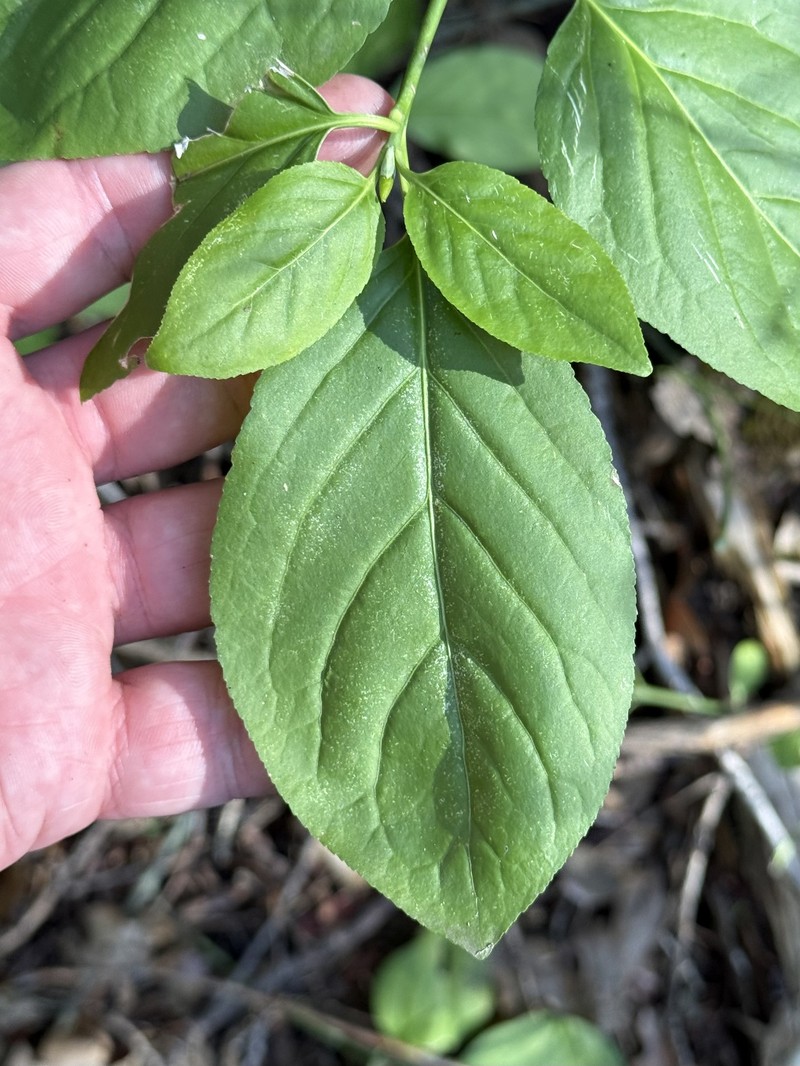 Euonymus occidentalis var. parishii photo 5