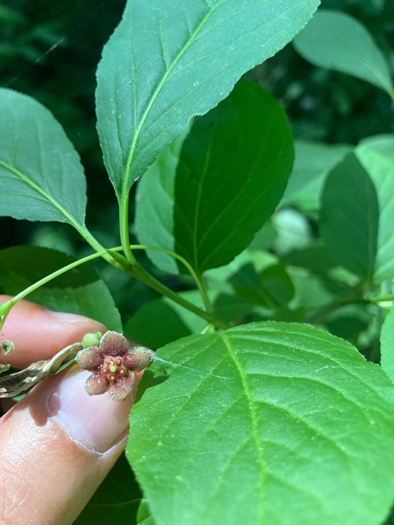 Euonymus occidentalis var. parishii photo 6