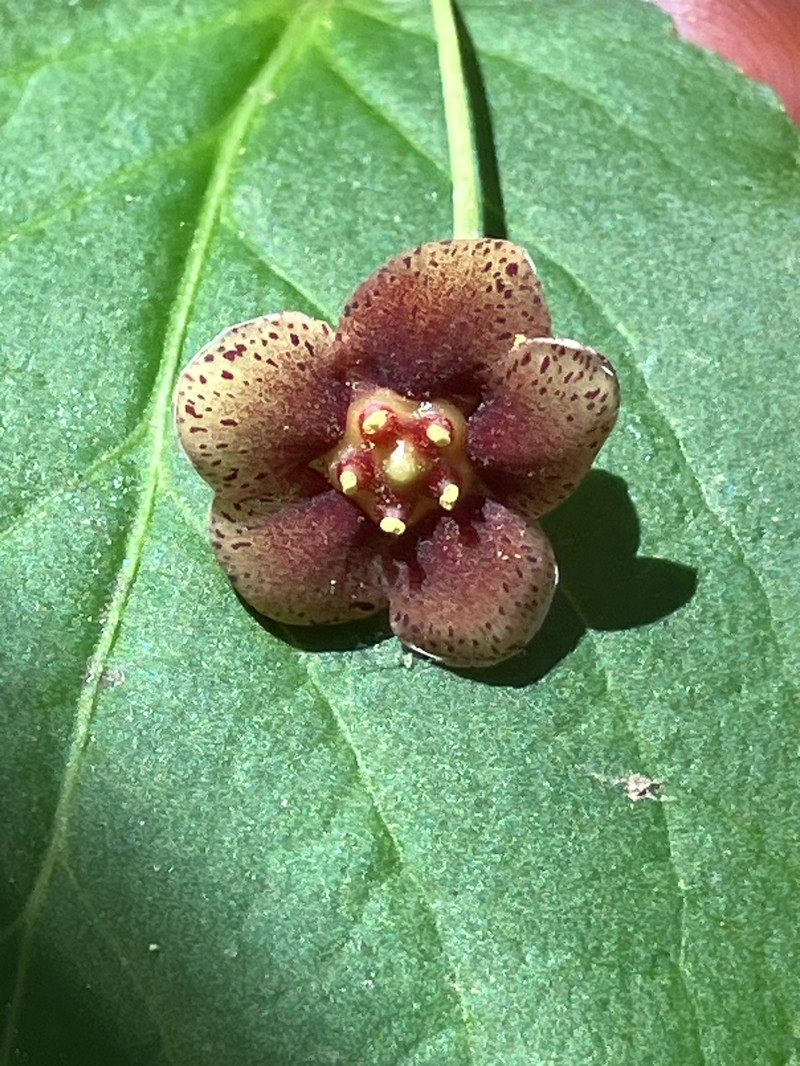Euonymus occidentalis var. parishii photo 7