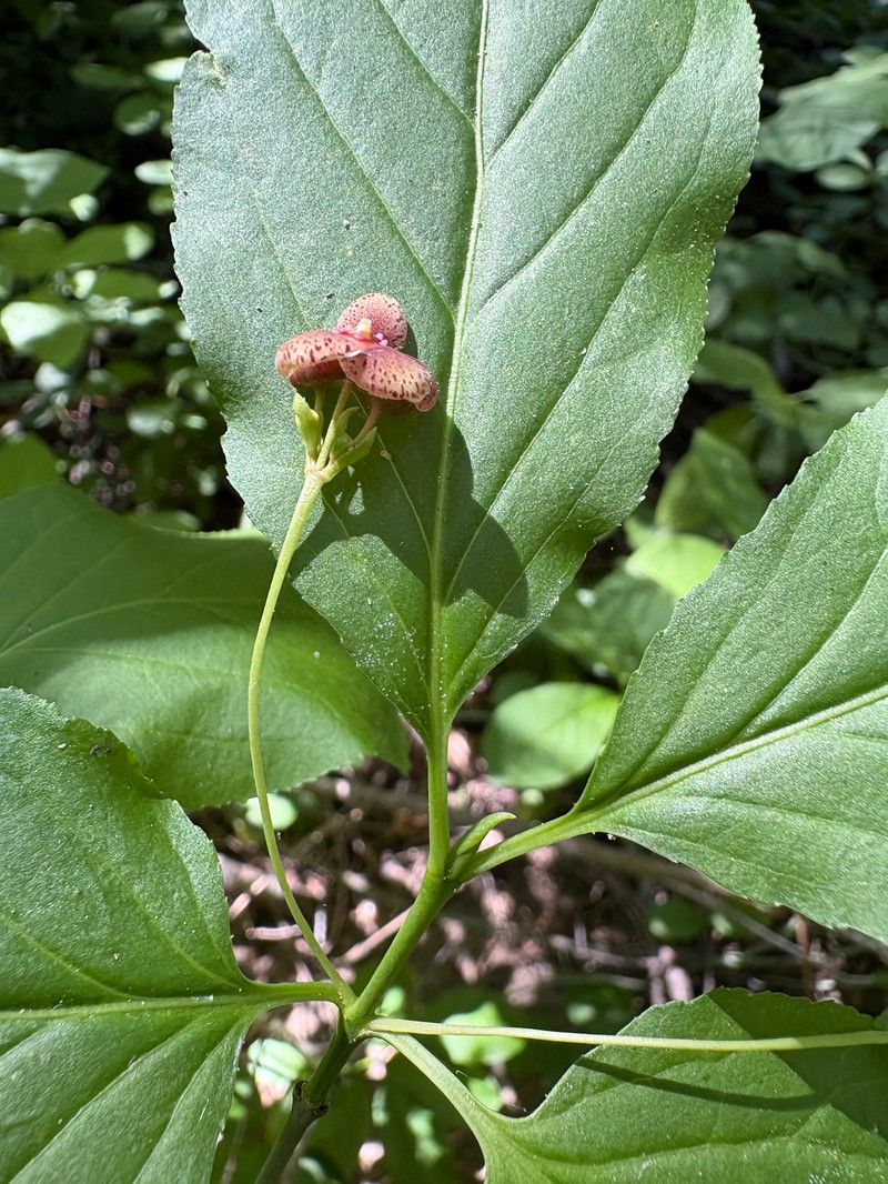 Euonymus occidentalis var. parishii photo 8