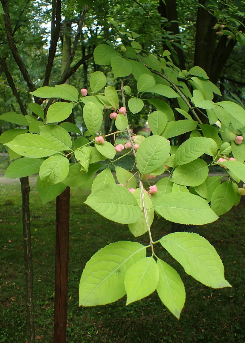 Corktree photo 2